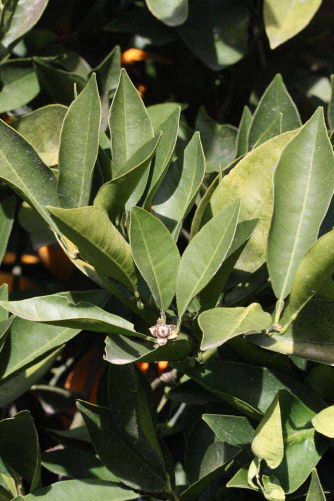            Sun leaves (Fisher, Riverside, CA)   